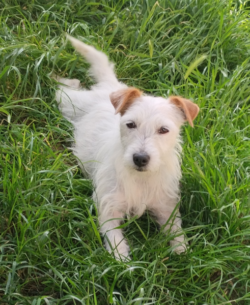 Allevamento Jack Russell