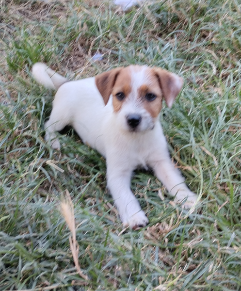 Allevamento Jack Russell