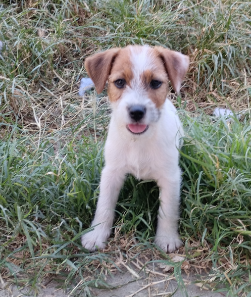 Allevamento Jack Russell