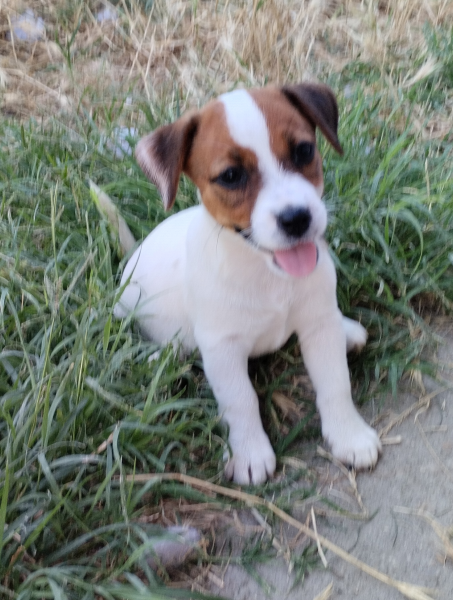 Allevamento Jack Russell