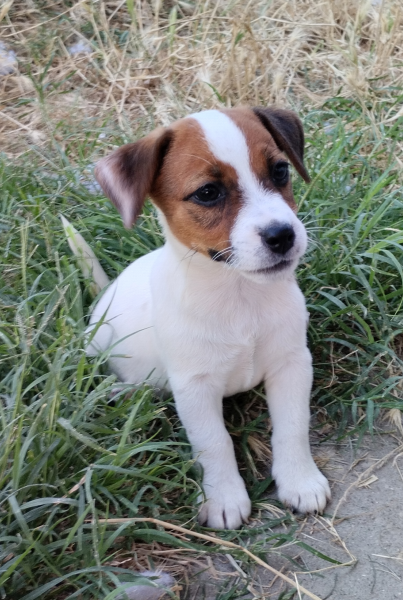 Allevamento Jack Russell