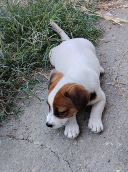 Allevamento Jack Russell